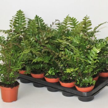 Didymochlaena Truncatula