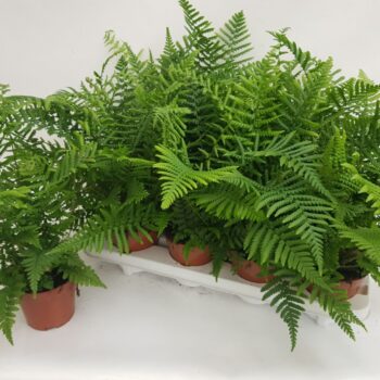 Dryopteris Affinis Crispa