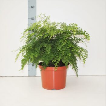 Adiantum Raddianum Fragrans