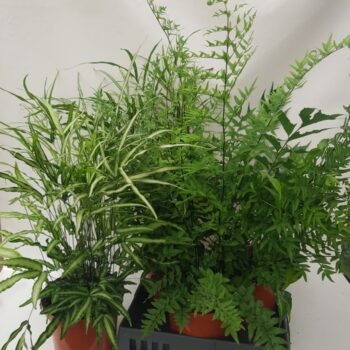 Fern interior mix