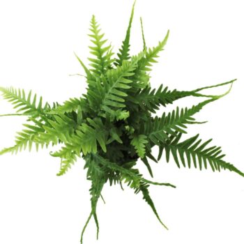 Asplenium EbenoÏdes Dragon's Tail