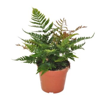Dryopteris Erythrosora Prolifica