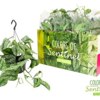 Scindapsus pictus Trebie