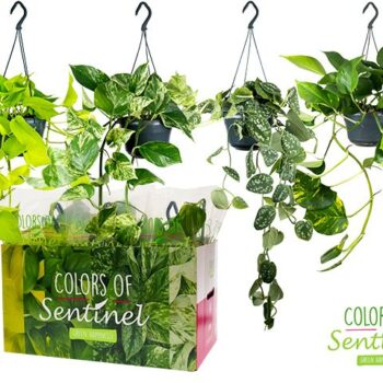 Epipremnum Pinnatum Gemengd - Hangpot