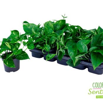 Epipremnum pinnatum Aureum