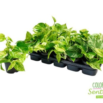 Epipremnum pinnatum Marble Queen