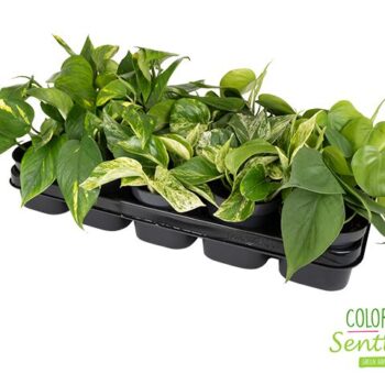 Epipremnum pinnatum Mix