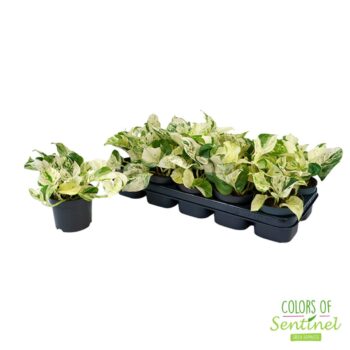 Epipremnum Pinnatum Happy Leaf