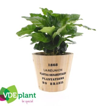 Coffea in Nairobi pot