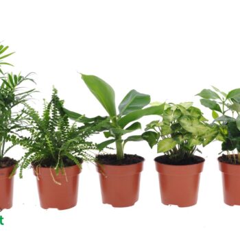 Fresh Green mix 12cm