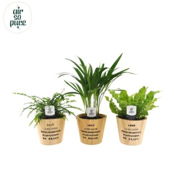 Air so pure mix in Nairobi pot