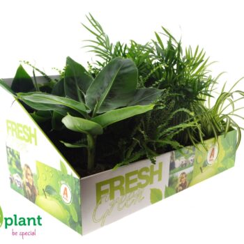 Fresh Green mix 12cm in Showdoos