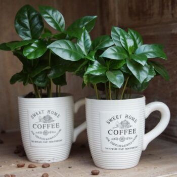 Coffea in Koffiemok wit