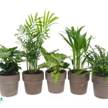 Fresh Green mix in Terracotta