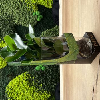 Clusia in Cylinder glass - delivery time: 24 hours