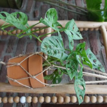 Monstera adansonii 12cm