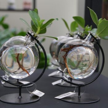 Clusia in Victoria glas