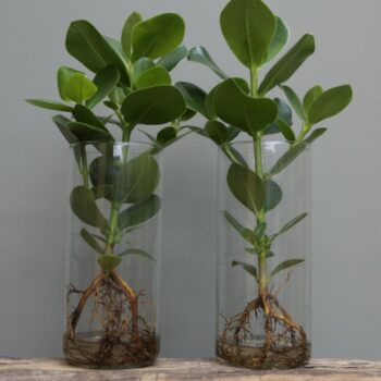 Clusia in Cylinder glass XXL - delivery time: 24 hours