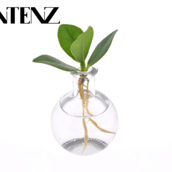 Clusia in Samoa glass - Delivery Time: +24 hours