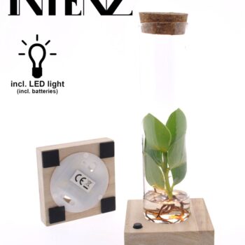 Clusia in Tube glas + LED