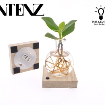 Clusia in Samoa glass with LED - delivery time: 24 hours