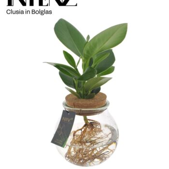 Clusia in Ball glass + click cork - delivery time: 24 hours