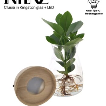 Clusia in Kingston glass + LED - delivery time: 24 hours