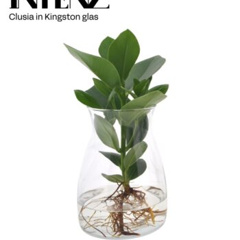 Clusia in Kingston glass - delivery time: 24 hours