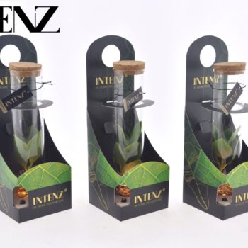 Clusia in Tube glass + LED + packaging-delivery time 24h