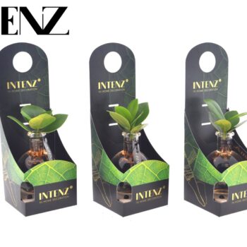 Clusia in Samoa glass + LED + packaging-delivery time 24hrs