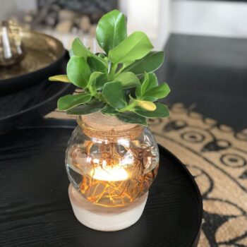 Clusia in Bulb Glass + Snap Cork + LED - delivery time: 24 hours