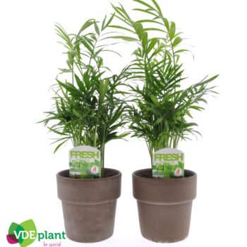 Chamaedorea in Terracotta