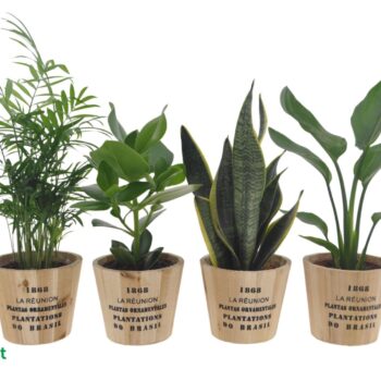 Easy Care mix 12cm in Nairobi pot