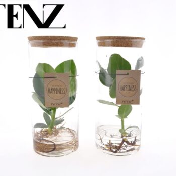 Clusia in Tube glas Medium