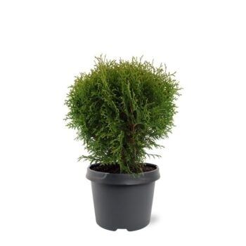 Thuja occidentalis 'Little Giant'