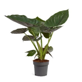 Alocasia Wentii