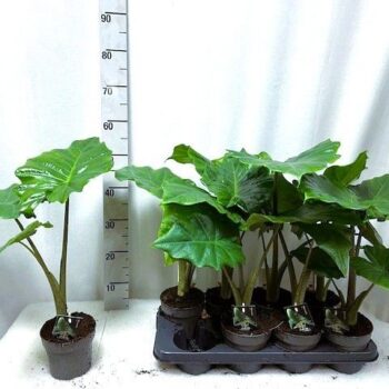 Alocasia Portodora