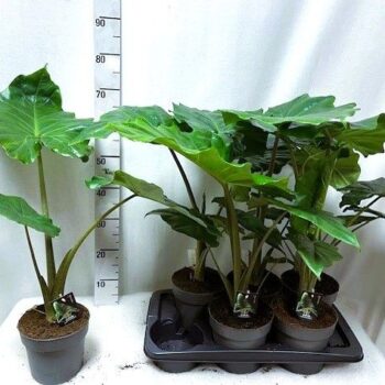 Alocasia Portodora