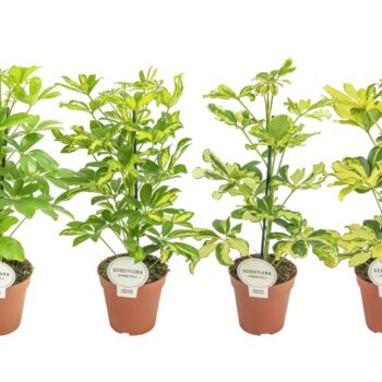 Schefflera Mix
