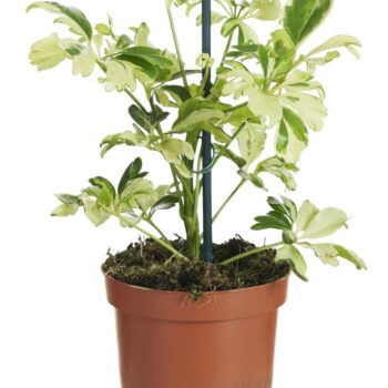 Schefflera Janine