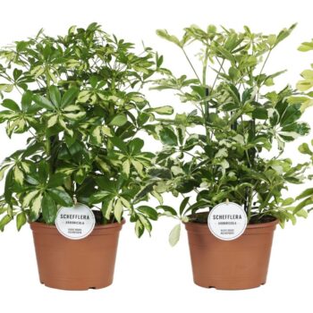 Schefflera Mix Toef