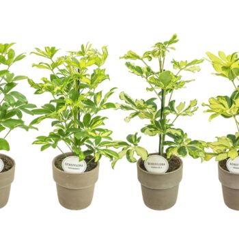 Schefflera Mix in Terracotta Grijs