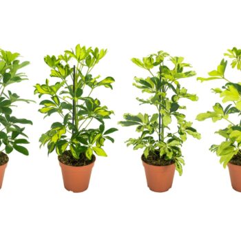Schefflera Mix Zonder Etiket