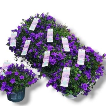 Campanula Ambella® Intense Purple