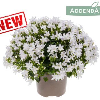 Campanula Ambella® Intense White