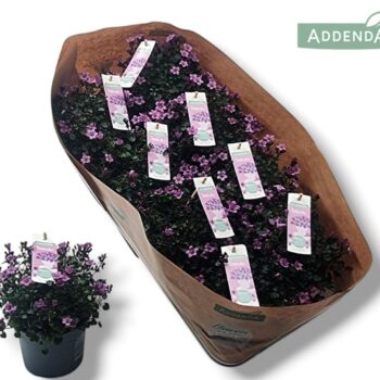 Campanula Ambella® Pink