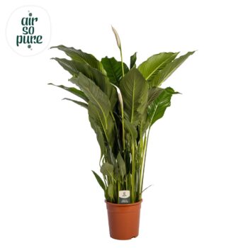 Spathiphyllum Sweet Sebastiano
