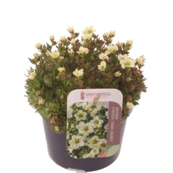 Saxifraga Touran Limegreen