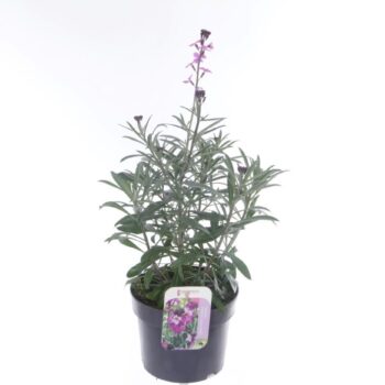 Erysimum lin. Bowles Mauve