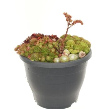Sempervivum gemengd